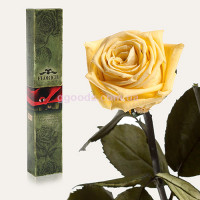 Долгосвежая роза Желтый топаз 7 карат (на коротком стебле)