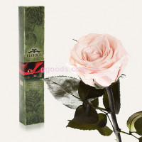 Роза Розовый жемчуг 7 карат (на коротком стебле)