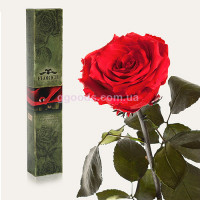 Роза Красный рубин 7 карат (на коротком стебле)
