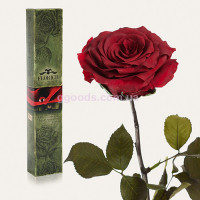 Долгосвежая роза Багровый Гранат 7 карат (на коротком стебле)