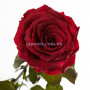Розы Florich Багровый гранат 3 шт в подарочной упаковке