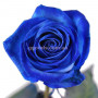 Розы Florich Синий сапфир 3 шт в подарочной упаковке