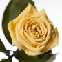 Розы Florich Желтый топаз 3 шт в подарочной упаковке
