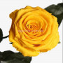Розы Florich Солнечный цитрин 3 шт в подарочной упаковке