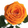Розы Florich Оранжевый цитрин 3 шт в подарочной упаковке