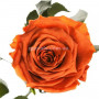 Розы Florich Огненный янтарь 3 шт в подарочной упаковке
