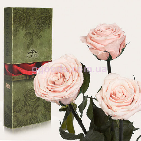 Розы Florich Розовый жемчуг 3 шт в подарочной упаковке