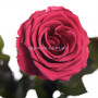 Долгосвежая роза Розовый коралл 7 карат
