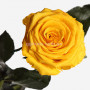 Роза Солнечный цитрин (бутон 5см)