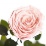 Роза Розовый жемчуг (бутон 5см)