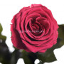 Роза Розовый коралл (бутон 5 см) 