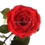 Роза Красный Рубин (бутон 5 см)