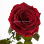 Роза Багровый Гранат (бутон 5 см)