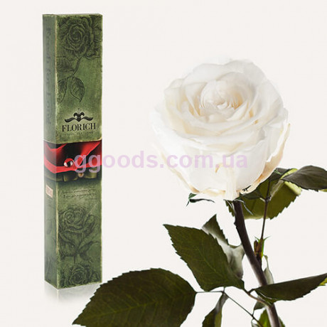 Роза Белый Бриллиант (бутон 5 см) 