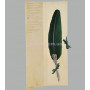 Перо для письма с изображением дракона зеленое Dallaiti Piu 05