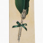 Перьевая ручка Сова Piu 32 зеленая Dallaiti