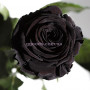 Долгосвежая роза Черный Бриллиант 7 карат