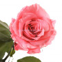 Долгосвежая роза Розовый кварц 7 карат