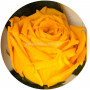 Долгосвежая роза Солнечный цитрин 7 карат