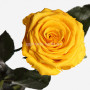 Долгосвежая роза Солнечный цитрин 7 карат