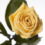 Роза Желтый топаз 7 карат