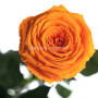 Долгосвежая роза Оранжевый цитрин 7 карат