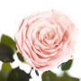 Долгосвежая роза Розовый жемчуг 7 карат