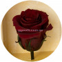 Долгосвежая роза Багровый Гранат 7 карат