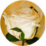 Долгосвежая роза Белый бриллиант 7 карат